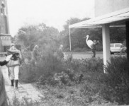 1992 AC75 schoonmaakactie waterleidingduinen 889 640x442